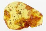 Detailed Fossil True Bug (Heteroptera) In Baltic Amber #300695-1